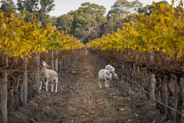 Australian Countryside Agriculture Scenery in Autumn. Sheep grazing along Grape Vines in Mclaren...