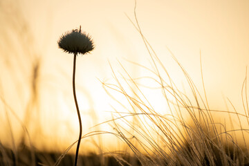 Field wild flowers and grass feather grass in sunset light. Close-up. Selective focus.