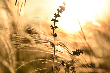 Field wild flowers and grass feather grass in sunset light. Close-up. Selective focus.