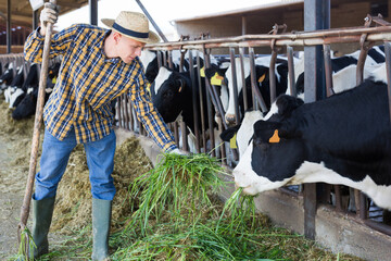 European diligent serious male farmer working on dairy farm in cowshed © JackF