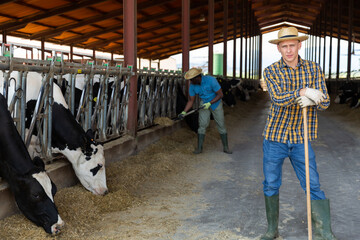 Fototapeta na wymiar Positive american Male farmer in strow hat posing against background of cows in stall