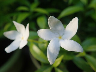 Fototapeta na wymiar Tabernaemontana divaricata or better known as pinwheel flower, crape jasmine, East India rosebay and Nero's crown. In Indonesia, this ornamental plant is generally referred to as mondokaki, wari.