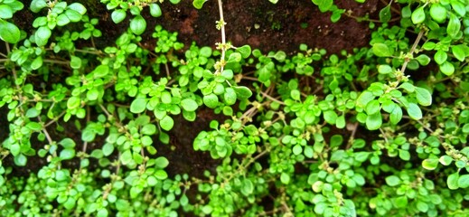 Pilea microphylla plant. P. microphylla known as angeloweed, artillery plant, joypowder plant or...