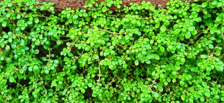 Pilea microphylla plant. P. microphylla known as angeloweed, artillery plant, joypowder plant or brilhantina. Annual plant native to Florida, Mexico, West Indies, tropical Central and Southern America