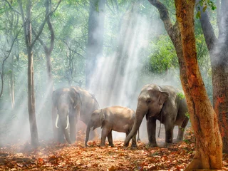 Fotobehang Aziatische olifantenfamilie van mannelijke vrouwelijke en kinderolifant die samen in het bos staan © Mongkolchon