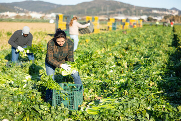 Naklejka na ściany i meble Asian woman harvesting fresh green celery on vegetable field.