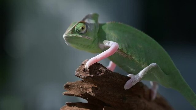 chameleon with blur background, predator
