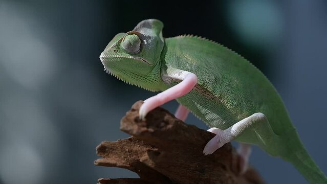 chameleon with blur background, predator
