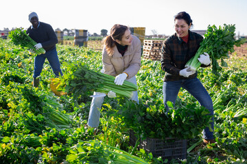 Group of multiracial man and women picking fresh celery on plantation and smiling.