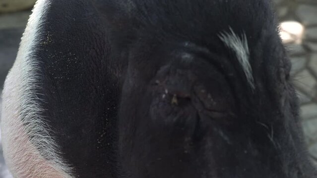 Pig mating 