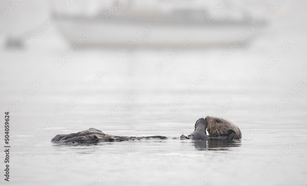 Wall mural Female sea otter floating Morro Bay in front of anchored boat in Central California United States