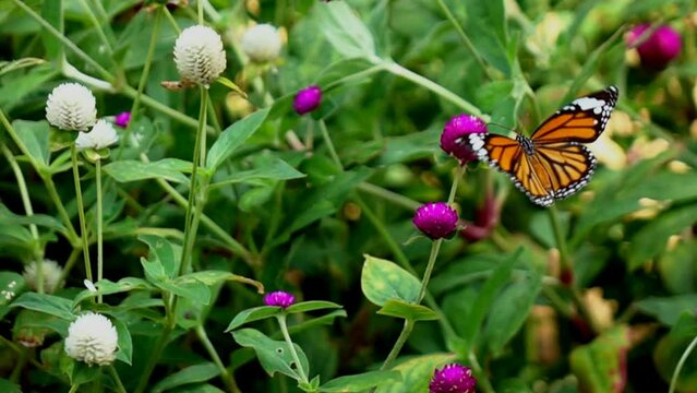 Slow motion of butterfly in the flowers garden