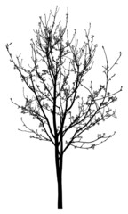 Silhouette of a tree on a white background. Realistic black and white illustration of rowan-tree