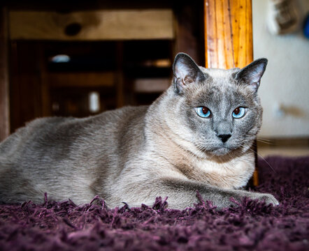 grey cat with blue eyes lying on purple carpet looks at the camera