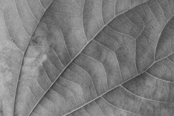black and white Teak leaf close up