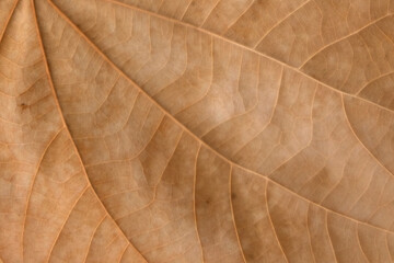 Brown Teak leaf close up