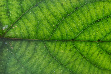 Naklejka na ściany i meble green Teak leaf close up