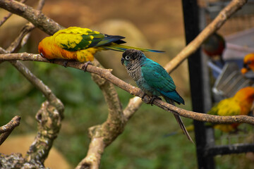 blue and yellow macaw