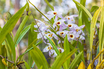 Dendrobium nobile Lindl., Beautiful rare wild orchids in tropical forest of Thailand.