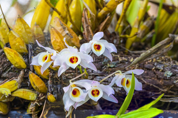 Dendrobium nobile Lindl., Beautiful rare wild orchids in tropical forest of Thailand.
