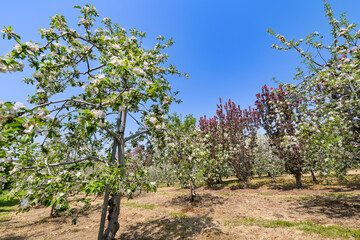 日本の果樹園　満開のリンゴの花