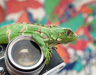 Iguana na cãmera