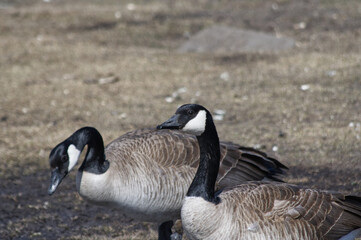 Canada Goose on the ground