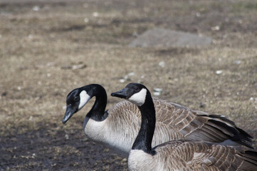 Canada Goose on the ground