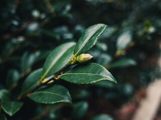 Camellia flower bud and leaves