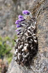 pulsatilla koreana on rock in spring