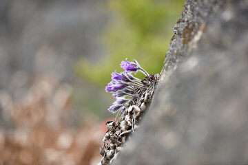 pulsatilla koreana on rock in spring