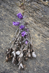 pulsatilla koreana on rock in spring