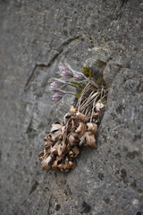 pulsatilla koreana on rock in spring