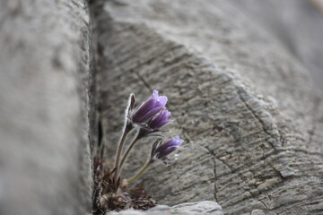 pulsatilla koreana on rock in spring