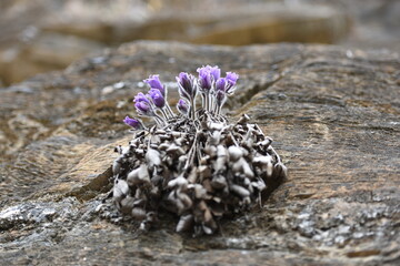 pulsatilla koreana on rock in spring