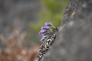 pulsatilla koreana on rock in spring