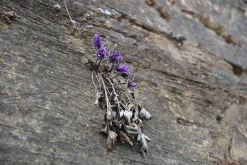 pulsatilla koreana on rock in spring