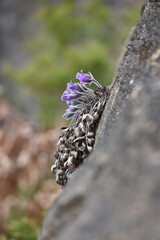 pulsatilla koreana on rock in spring