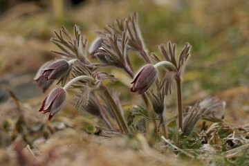 pulsatilla koreana in spring