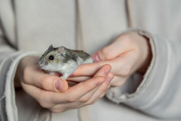 Girl is holding hamster in her hands. Child's hands with a hamster close up. High quality photo