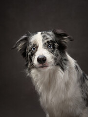 Fototapeta premium portrait of a funny border collie on a brown background canvas. Adorable pet in the studio