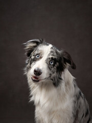 portrait of a funny border collie on a brown background canvas. Adorable pet in the studio