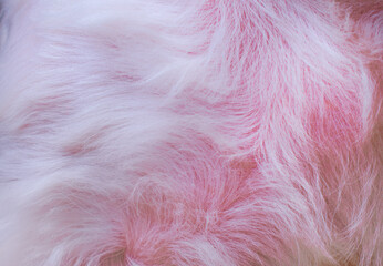 Pink dog fur texture close-up abstract fur background