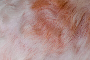 Red dog fur texture close-up abstract fur background