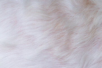 Abstract beautiful close-up white fur texture background