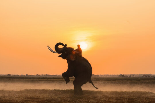 standing asia elephant with elephant keeper riding
