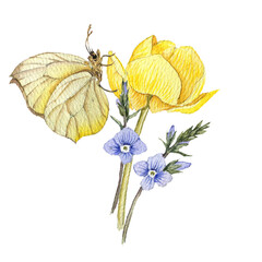 Obraz premium watercolor drawing bouquet of spring flowers and butterfly, yellow globeflower and blue speedwell isolated at white background , hand drawn botanical illustration