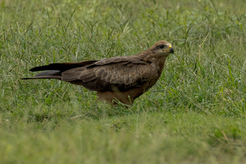 Black Kite in Queensland Australia