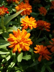marigolds