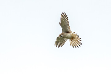 Australian Nankeen Kestrel in Queensland Australia
